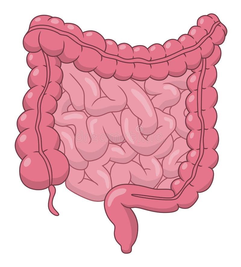 Large Intestine Health