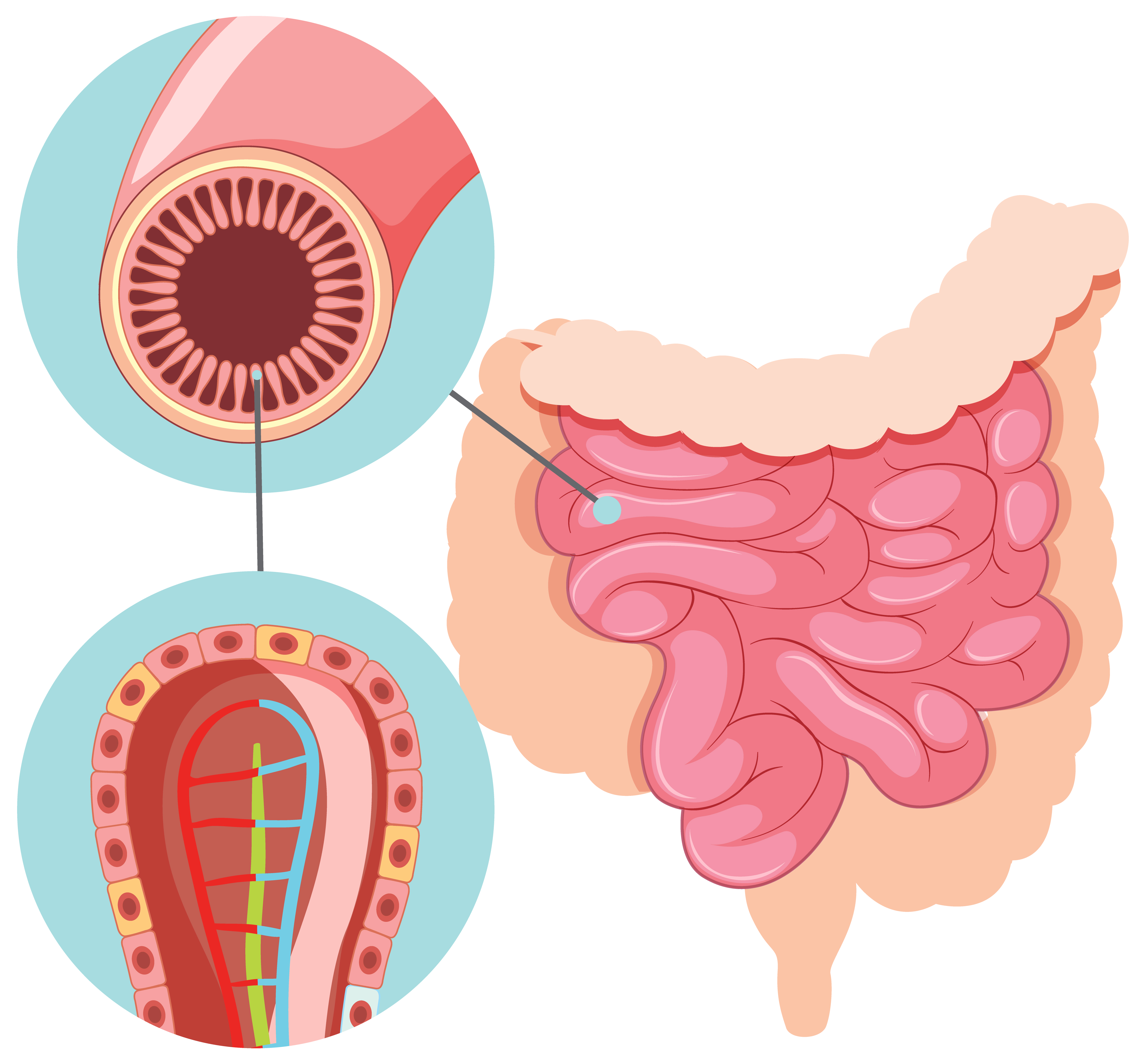 Small Intestine Health