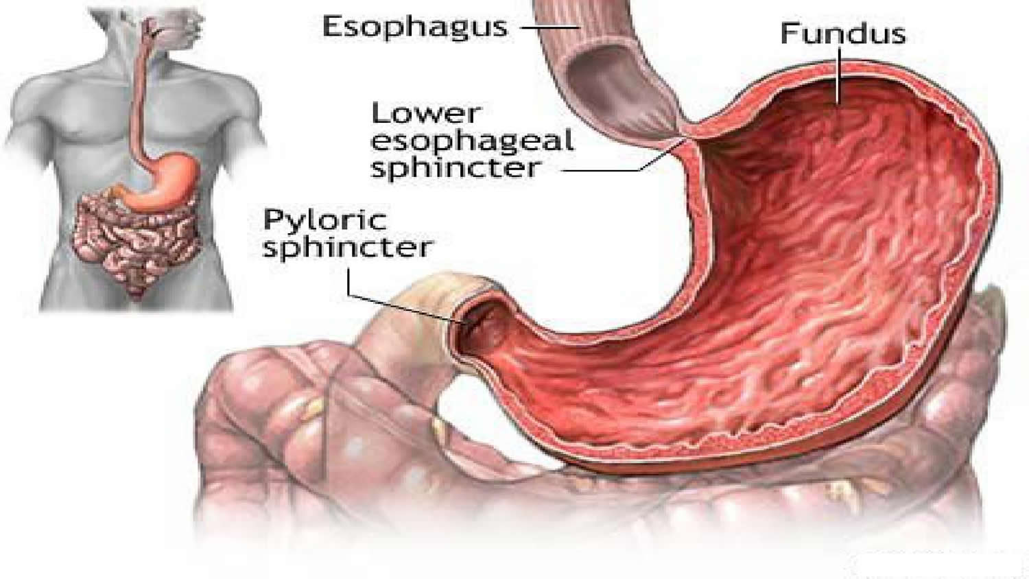 Esophagus Health